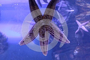 Beautiful pink starfish in a close-up aquarium