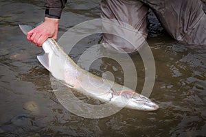 Beautiful pink steelhead trout, held by the tail, ready to be released