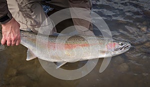 Beautiful pink steelhead trout, held by the tail, to be released