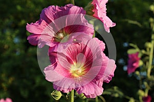 Beautiful pink stockroses or mallows