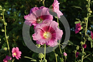 Beautiful pink stockroses or mallows