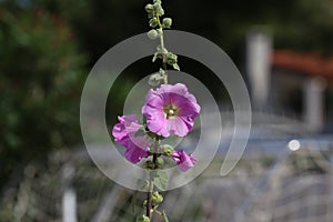 Beautiful pink stockroses or mallows