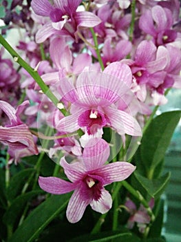 beautiful pink strip flowers delicates flower very big flower orchids