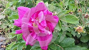 Beautiful pink summer flower
