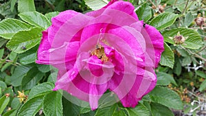 Beautiful pink summer flower