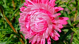 Beautiful pink summer flower aste
