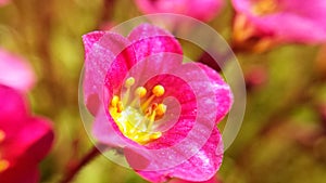 Beautiful pink summer flower with golden center