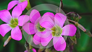 Beautiful pink summer flower video