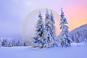 Beautiful pink sunset shine enlightens the picturesque landscapes with fair trees covered with snow.