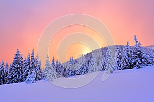 Beautiful pink sunset shine enlightens the picturesque landscapes with fair trees covered with snow.