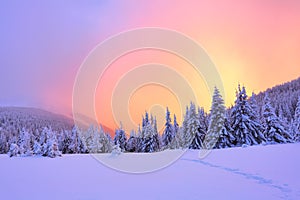 Beautiful pink sunset shine enlightens the picturesque landscapes with fair trees covered with snow.