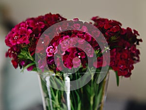 Beautiful Pink Sweet William Flowers in Vase