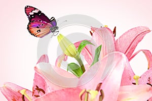 Beautiful pink tender lily flowers and butterfly. Polination. Pink tenderness