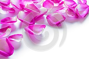 Beautiful Pink Rose Petals on the White Background
