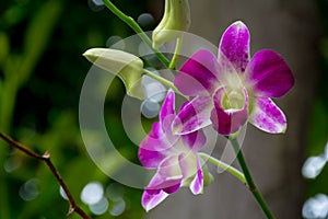 Beautiful pink thai orchids flowers background