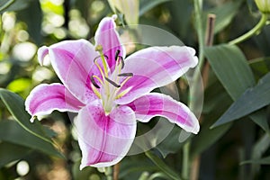 Beautiful pink tiger lily over blurred background, spring and summer season garden