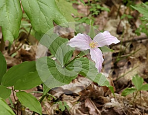 Beautiful Pink-Tinted Trillium Flower on Forest Floor photo