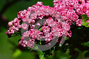 Beautiful pink to white patchy flower clusters of English hawthorn, latin name Cratageus Laevigata, hybrid Paul`s Scarlett