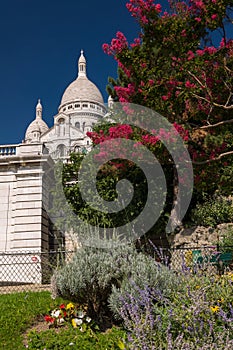 Beautiful pink tree and flowers near the Basilica. Paris, France