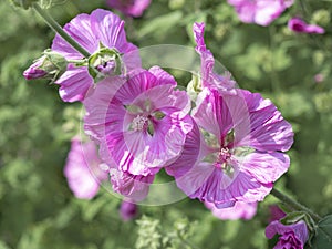 Beautiful pink tree mallow flowers, Malva thuringiaca