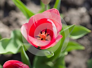 Beautiful pink tulip