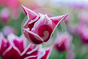 Beautiful pink tulip bent down after rain.Background of a field of tulips in spring in Netherlands