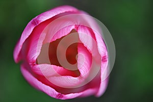 Beautiful pink tulip close up. Floral watercolor background