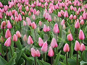 Beautiful pink tulip field in Holland