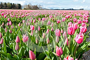 Beautiful pink tulip field in Holland