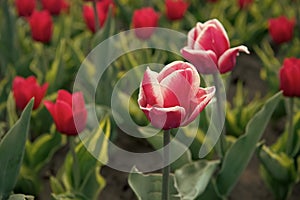 Beautiful pink tulip fields. Holland during spring. Floral banner for floristry shop. pink field of tulips, Netherlands