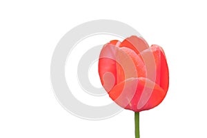 Beautiful pink tulip flower close up. Flower with pink petals isolated on white background