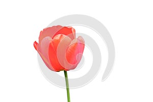 Beautiful pink tulip flower close up. Flower with pink petals isolated on white background