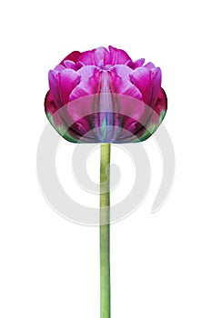 Beautiful pink tulip flower isolated on white for design greeting card decor