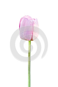 Beautiful pink tulip flower isolated on white for design greeting card decor