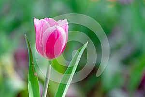 Beautiful pink tulip in garden