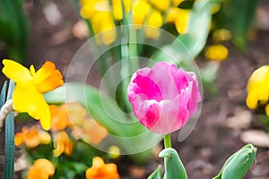 A beautiful pink tulip in a garden.