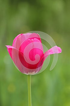 Beautiful pink Tulip on green natural background closeup. Flower for postcard, greeting card. Garden flower with bright