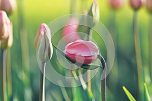 Beautiful pink Tulip growing in the garden, gracefully bent