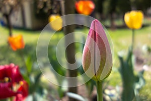 Beautiful pink tulip growing among other flowers in the garden. Gardening, springtime concepts