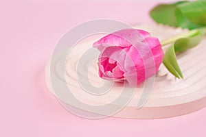 Beautiful pink tulip on light plaster molding background with copy space. Design for greeting card - Mother's Day, Women