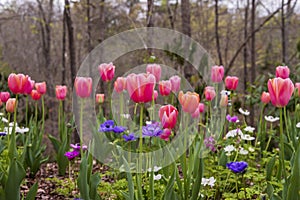 beautiful pink Tulip Menton flowers and deep purple Mr. Fokker flowers with lush green stems and leaves surrounded by trees