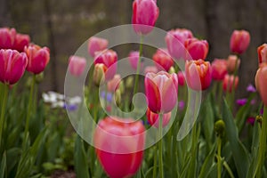 beautiful pink Tulip Menton flowers and deep purple Mr. Fokker flowers with lush green stems and leaves surrounded by trees