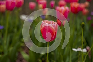 beautiful pink Tulip Menton flowers and deep purple Mr. Fokker flowers with lush green stems and leaves surrounded by trees