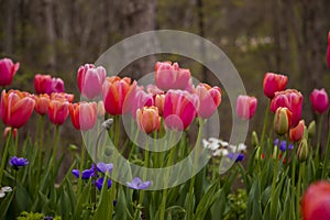 beautiful pink Tulip Menton flowers and deep purple Mr. Fokker flowers with lush green stems and leaves surrounded by trees