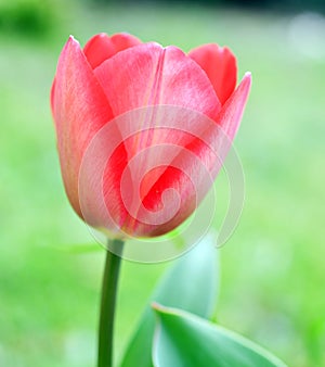 A beautiful pink tulip with red undertones in spring