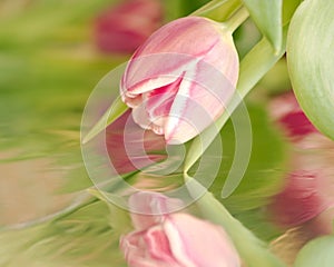 Beautiful pink tulip with reflection