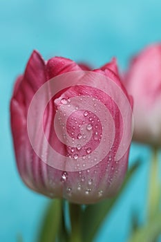 Beautiful pink tulip with water drops on blue background