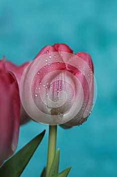 Beautiful pink tulip with water drops on blue background