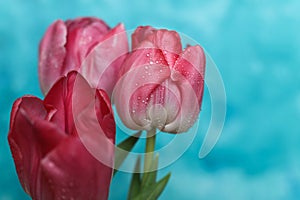 Beautiful pink tulip with water drops on blue background