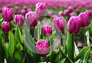 Beautiful Pink Tulips